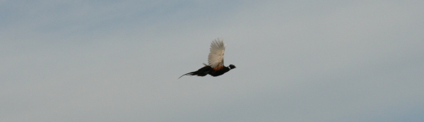 Pheasant